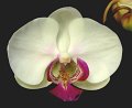 Phal. Great White Throne (Martha Dolge 'Newberry' x Corinth 'Angel Orchids') 'A.O.2'